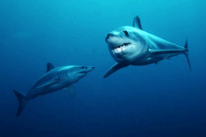 Existem duas espécies principais: o mako-de-barbatana-curta (Isurus oxyrinchus) e o mako-de-barbatana-longa (Isurus paucus).