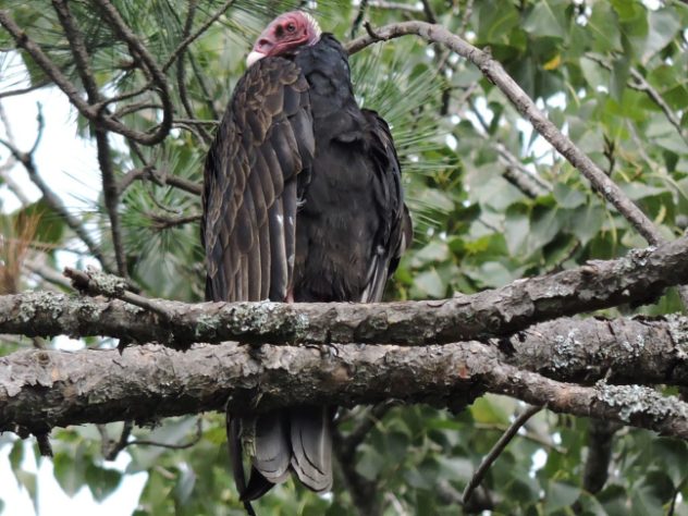 Urubu-de-cabeça-vermelha (Cathartes aura)