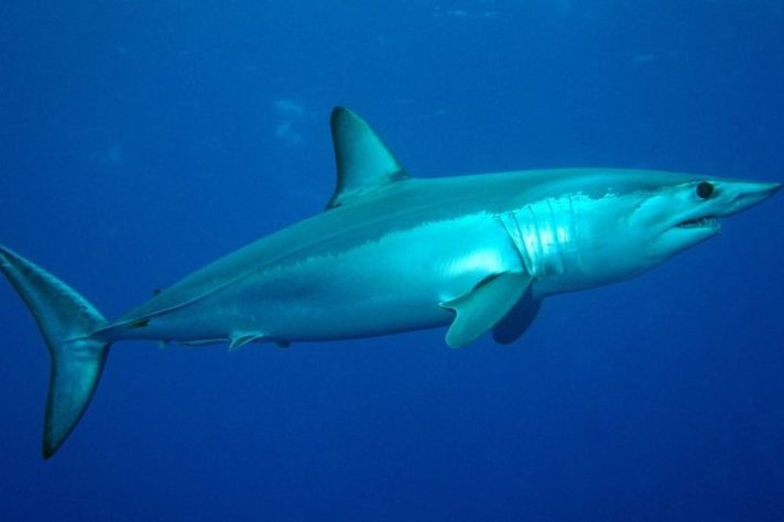 Tubarão-mako (Isurus oxyrinchus)