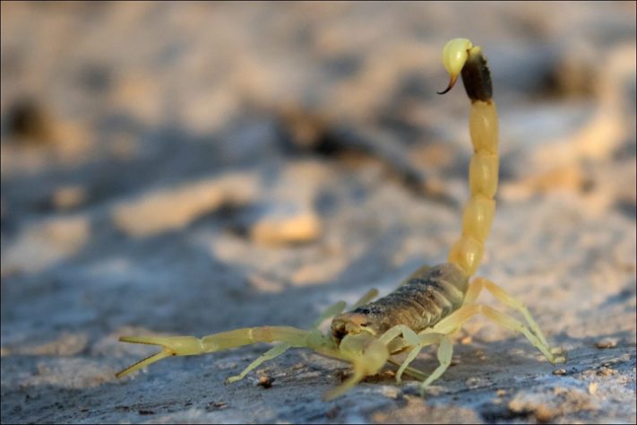Escorpião-da-morte - (Leiurus quinquestriatus)