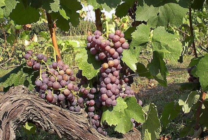 Moschofilero 