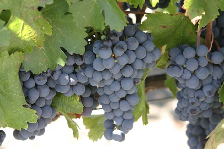 Uva Malbec 