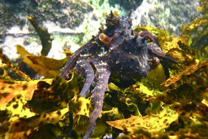 Polvo-maori (Macroctopus maorum)