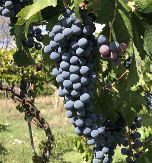 20º) Nero d’Avola (Itália) - É uma uva tinta nativa da Sicília, conhecida por sua coloração escura. A partir da década de 1990, passou a ser valorizada na produção de vinhos varietais de alta qualidade.