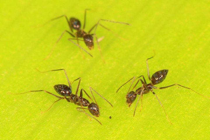 Os humanos participaram sob diferentes condições, incluindo restrições na comunicação, enquanto as formigas da espécie Paratrechina longicornis foram induzidas a acreditar que o objeto era alimento.