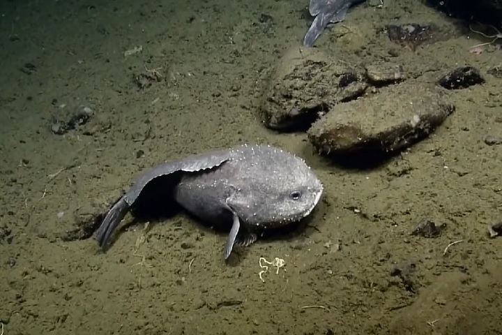 Peixe-bolha (Psychrolutes marcidus): Conhecido por sua aparÃªncia gelatinosa e 