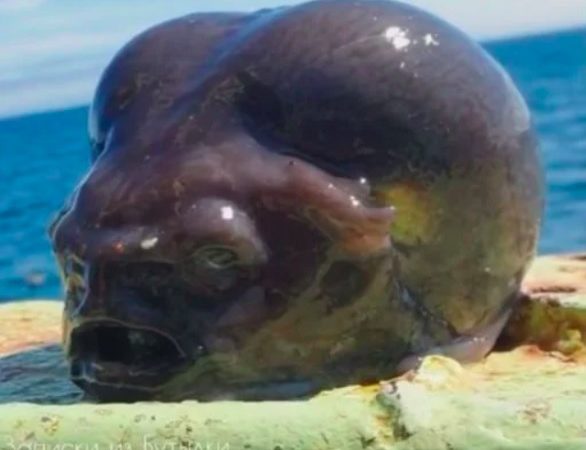 Peixe achado por pescador viraliza na web:  parece ‘alienígena’