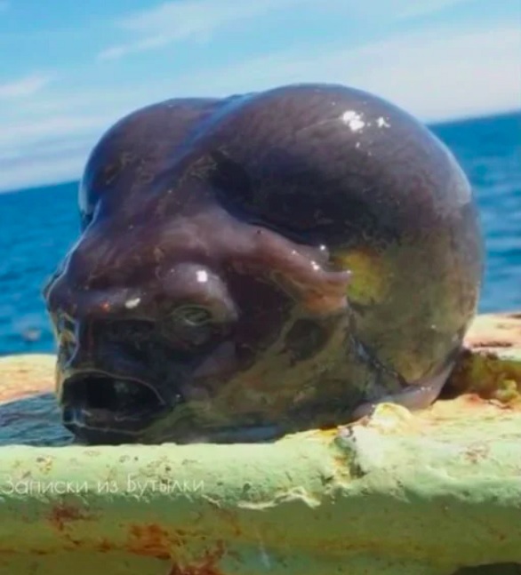 Pescador captura peixe inusitado na Rússia e viraliza nas redes sociais