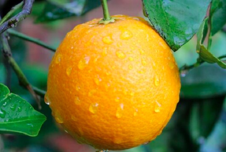 4º) Portokalia Maleme Chanion Kritis (Grécia) - Essas laranjas são cultivadas nas áreas costeiras da província de Chania, em Creta, e são colhidas manualmente entre dezembro e maio. São muito suculentas e possuem um aroma forte.