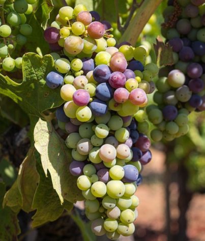 Primitivo 
