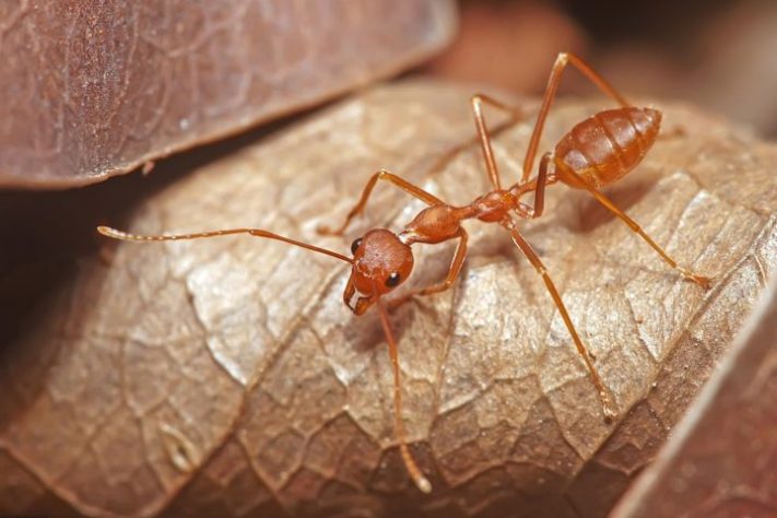 formigas tecelãs australianas (Oecophylla smaragdina)