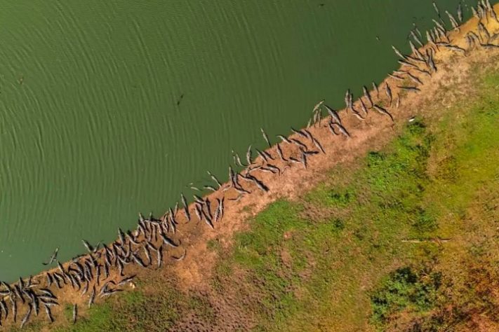 Registro impressionante mostra barreira de jacarés em margem de lagoa do Pantanal