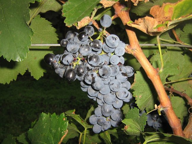 11º) Saperavi (Geórgia) - Embora ainda seja predominante na Geórgia, essa uva vermelha também é cultivada em pequenas quantidades em outras regiões do Leste Europeu, na Austrália e nos Estados Unidos.