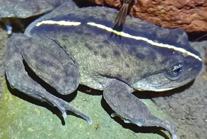 Mais de 130 anos após ‘desaparecimento’, sapo ressurge no Chile
