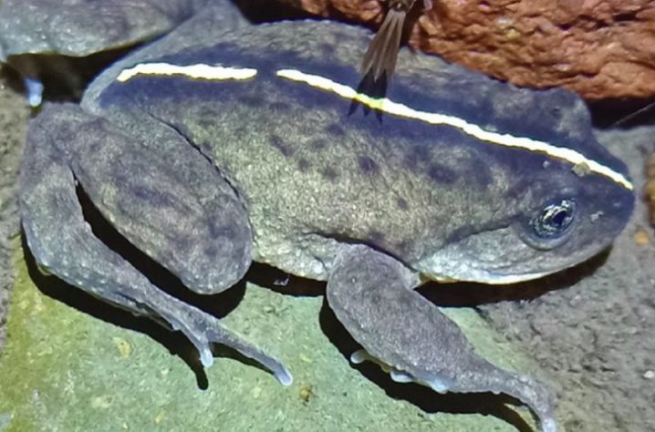 Sapo da espécie Alsodes vittatus é redescoberto após 132 anos