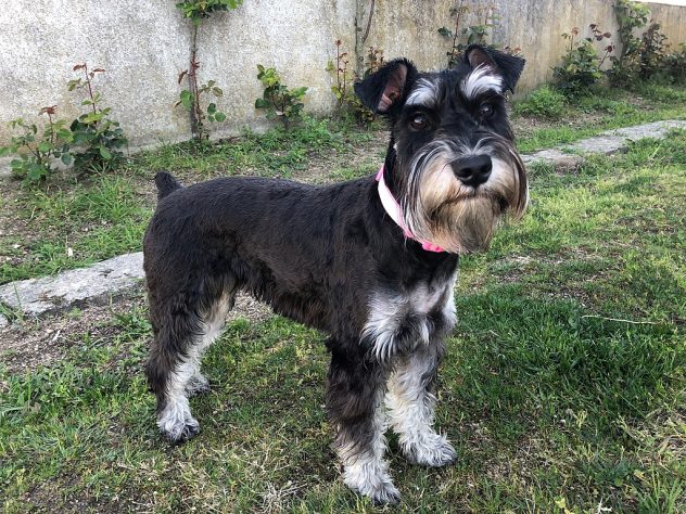 Cachorro schnauzer miniatura