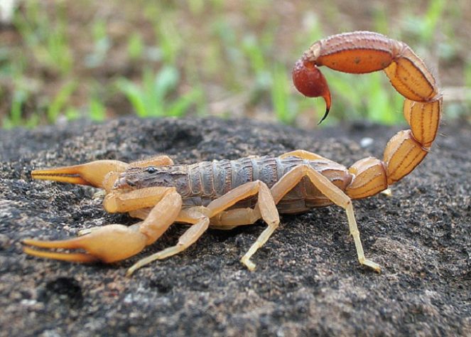 Escorpião