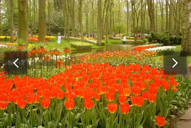Magníficos campos de flores espalham cor e perfume pelo mundo