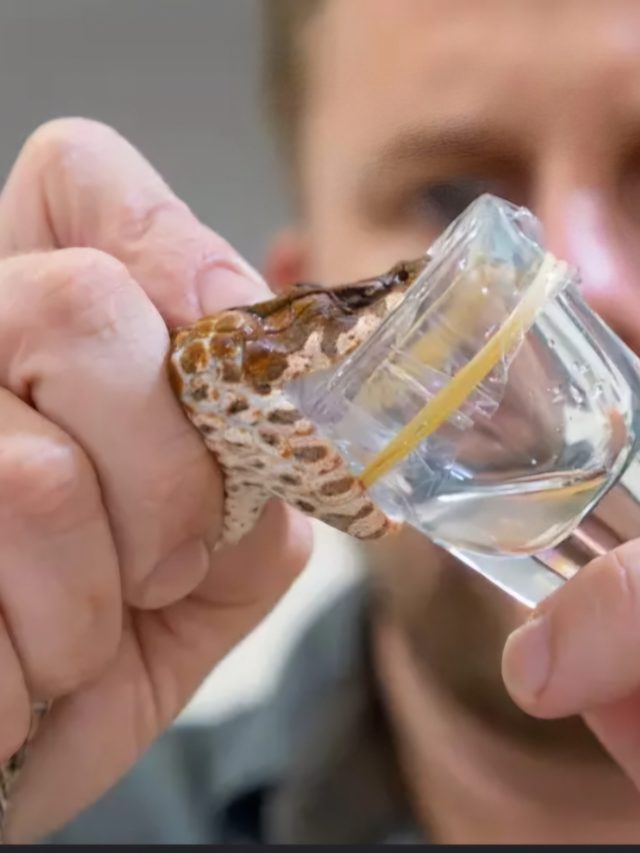 Cobra venenosa com mutação rara tem 3 presas