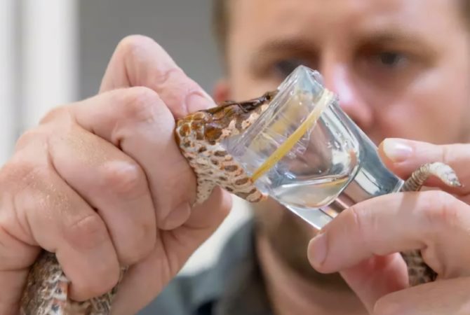 Cobra venenosa com mutação rara tem 3 presas