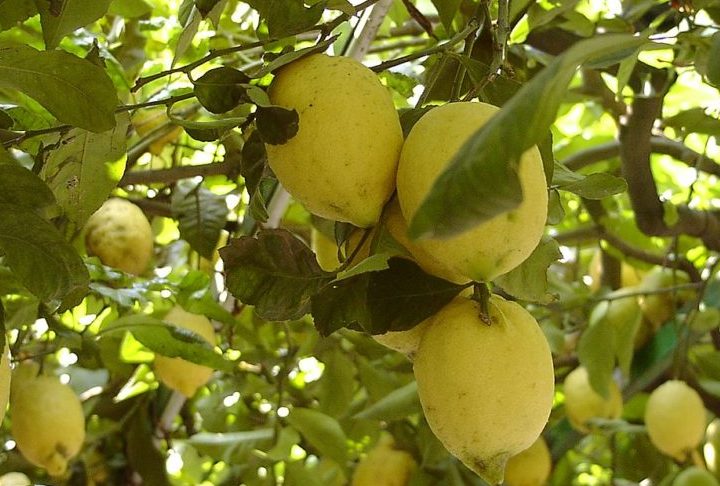 7º) Limone Costa d'Amalfi (Itália) - Os limões da costa de Amalfi são cultivados na província de Salerno há séculos, em pomares em terraços nas colinas de cada vila da região. São tão doces que podem ser consumidos inteiros!