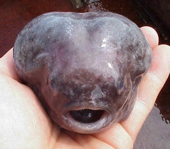 Segundo a bióloga marinha Jamile Malcher, a pele gelatinosa e sem escamas ajuda o peixe a suportar a alta pressão das águas profundas.