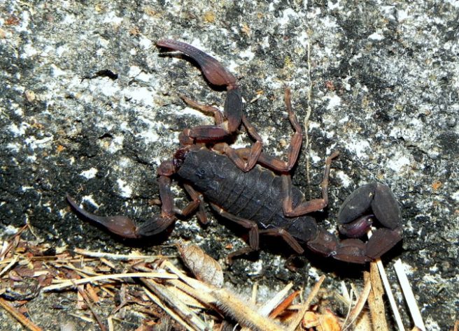Escorpião-marrom - (Tityus bahiensis)