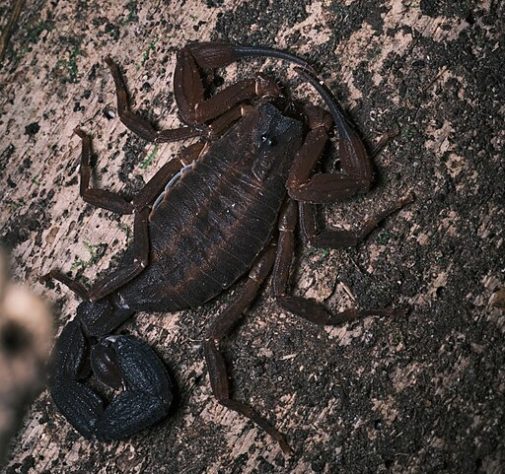 Nova espécie de escorpião que cospe veneno é descoberta na Colômbia