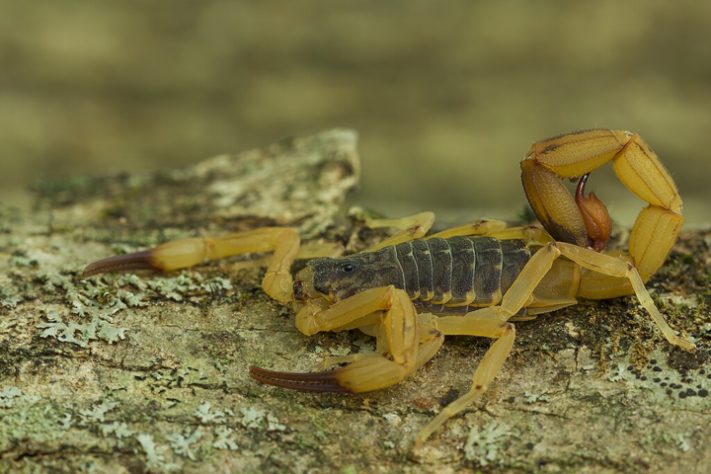 Escorpião-amarelo brasileiro (Tityus serrulatus)