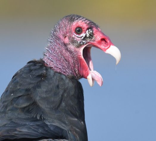 Urubu-de-cabeça-vermelha (Cathartes aura)