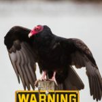 Urubu-de-cabeça-vermelha (Cathartes aura)