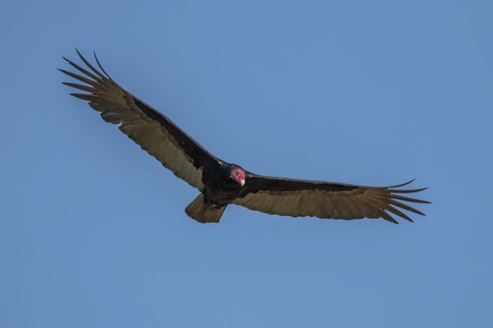 Urubu-de-cabeça-vermelha (Cathartes aura)