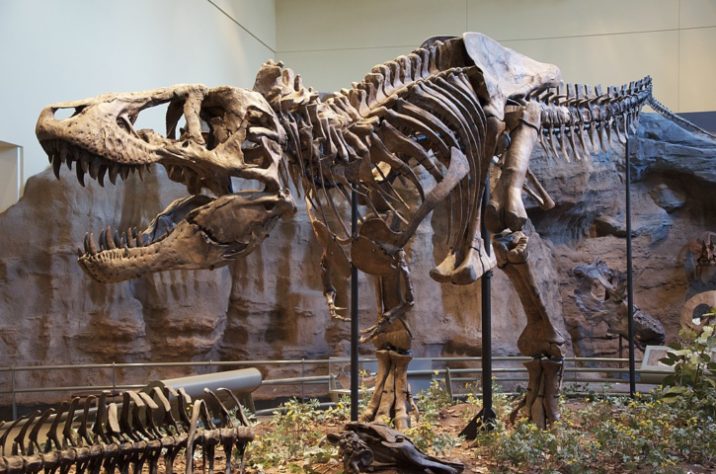 Jehol Biota - fóssil de dinossauro