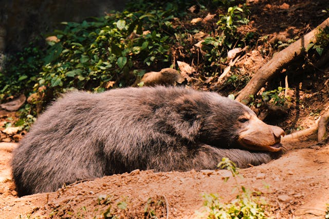 Foto de Nandu Vasudevan / Pexels