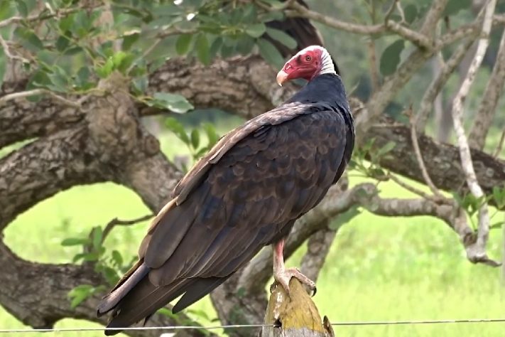 Urubu-de-cabeça-vermelha (Cathartes aura)