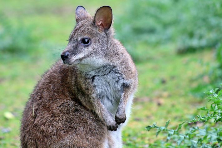 Wallaby