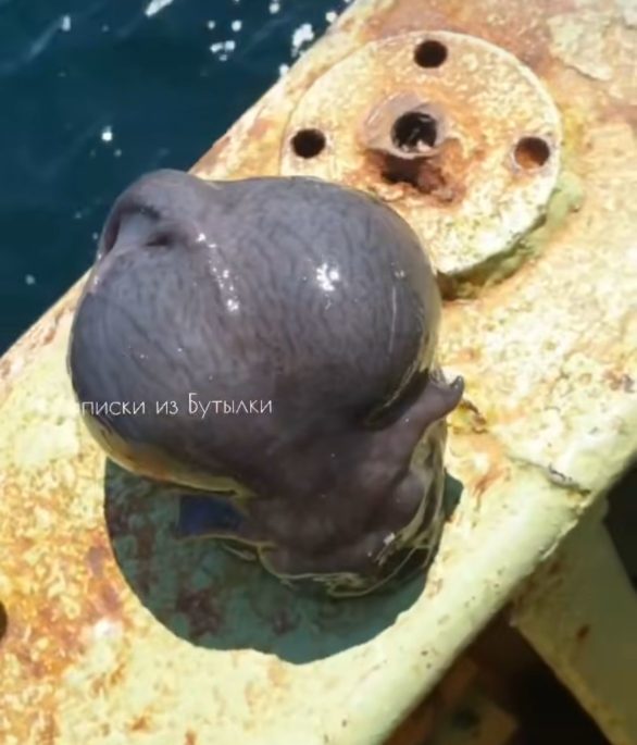 Com o corpo inchado e uma pele gelatinosa, o animal chamou a atenção de muitas pessoas, que brincaram dizendo que se tratava de um 
