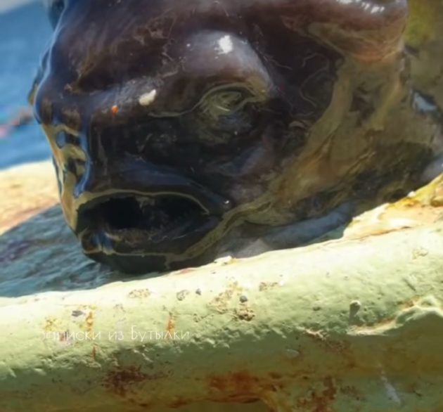 O pescador Roman Fedortsov compartilhou um vídeo do peixe, que tem um corpo parecido com um cérebro, olhos pequenos e boca aberta.