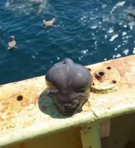 Pescador captura peixe inusitado na Rússia e viraliza nas redes sociais