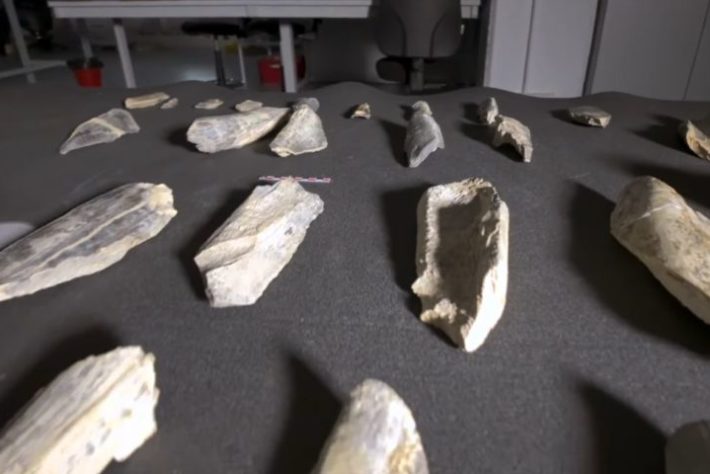 Arqueólogos descobrem ossos usados como ferramentas por ancestrais humanos há 1,5 milhão de anos