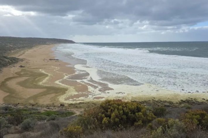 Espuma misteriosa em praia da Austrália deixa mais de 100 pessoas doentes e causa a morte de animais marinhos