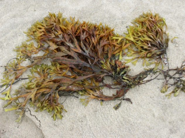 Algas marinhas
