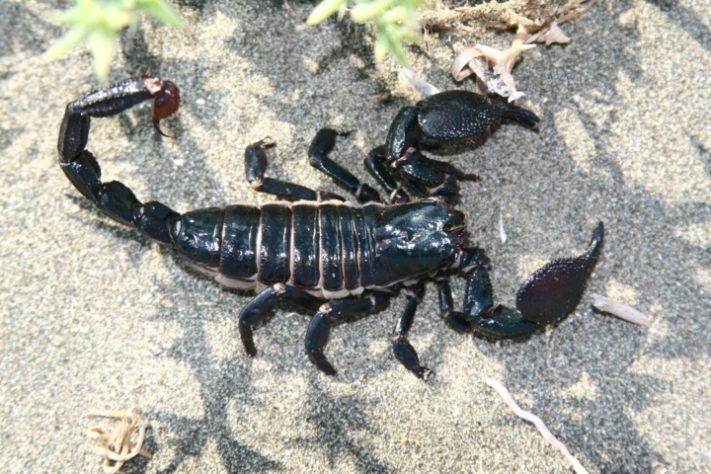 Escorpião