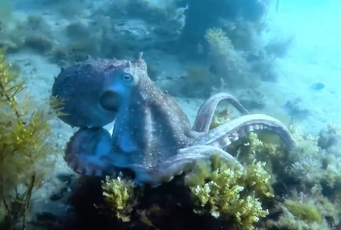 Polvo-maori (Macroctopus maorum)