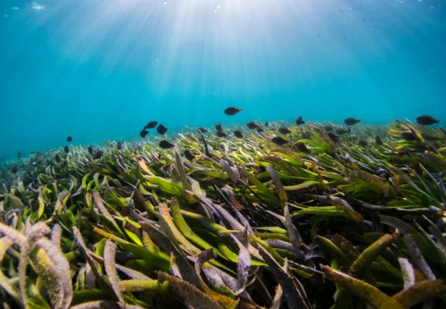 Região com 500 km de algas marinhas clones preocupa cientistas; entenda