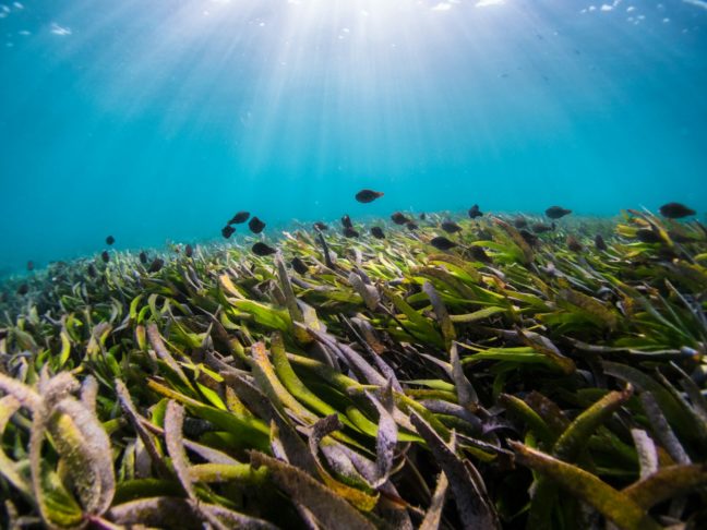 Região com 500 km de algas marinhas clones preocupa cientistas; entenda