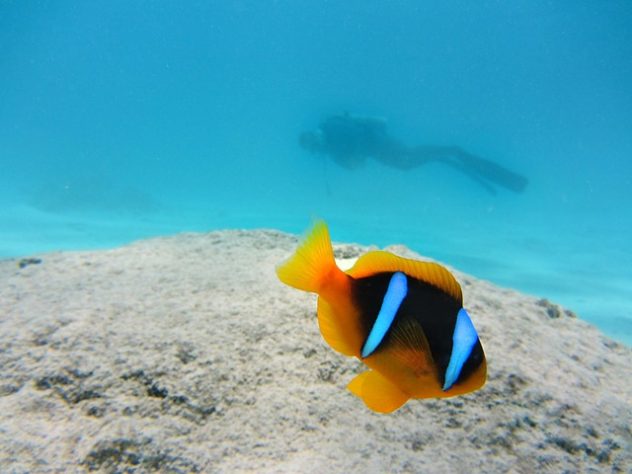 Peixe-palhaço