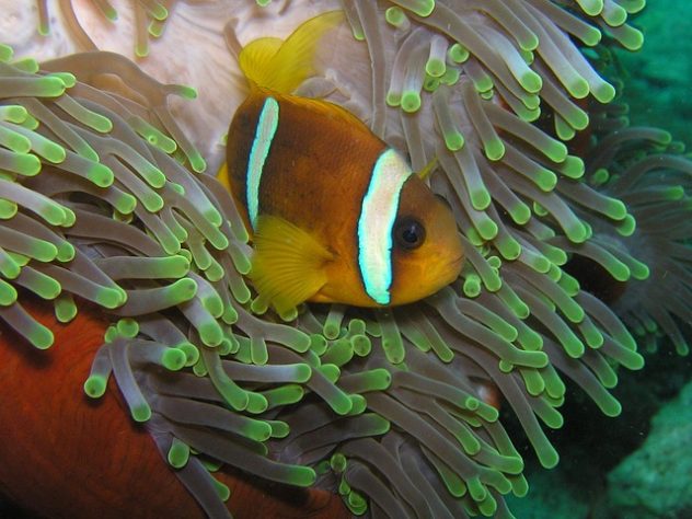 Peixe-palhaço