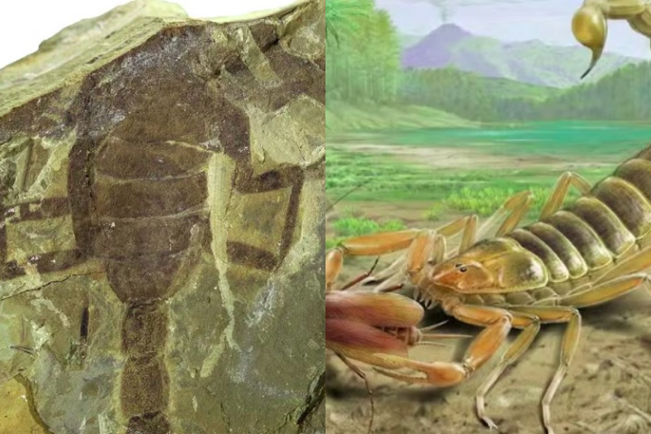 Descoberto fóssil de escorpião que viveu com dinossauros há 125 milhões de anos