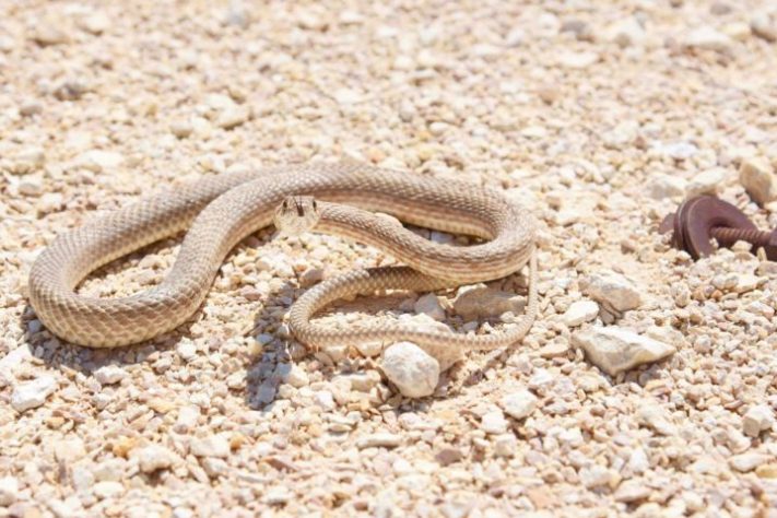 Cobra no deserto